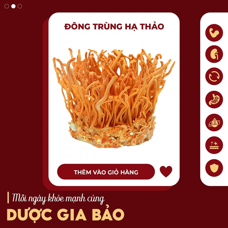 dong trung ha thao duoc cac gymer