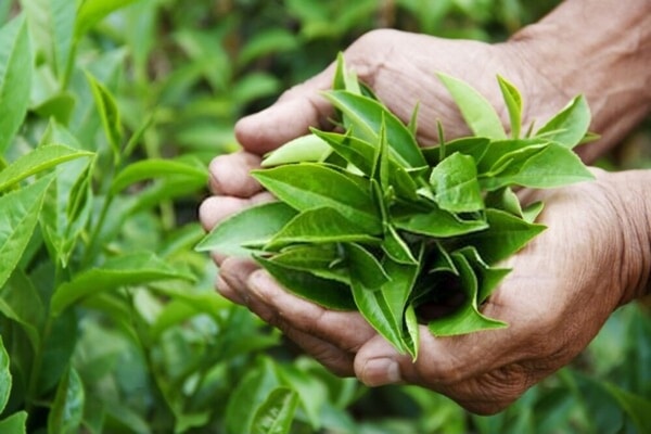 Những lợi ích sức khỏe của trà xanh