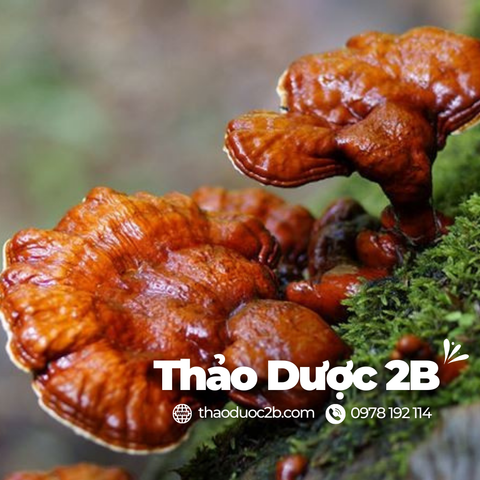 Nấm Linh Chi: Cách Dùng Và Lưu Ý Khi Sử Dụng - Thảo Dược 2B