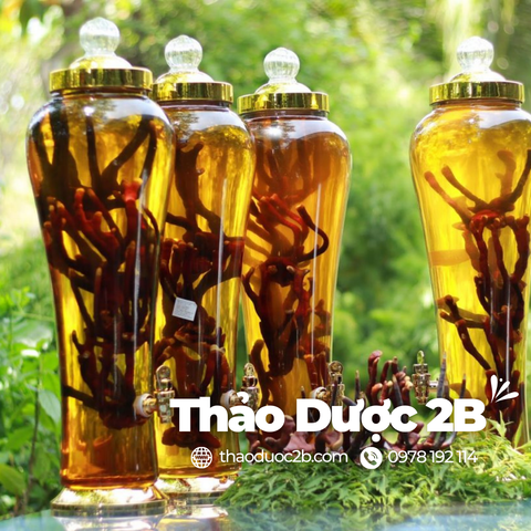 Những Điều Cần Biết Về Thảo Dược Ngâm Rượu - Thảo Dược 2B