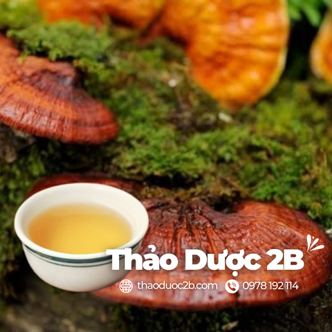 Nấm Linh Chi: Loại Tiên Dược Trên Cả Nhân Sâm - Thảo Dược 2B