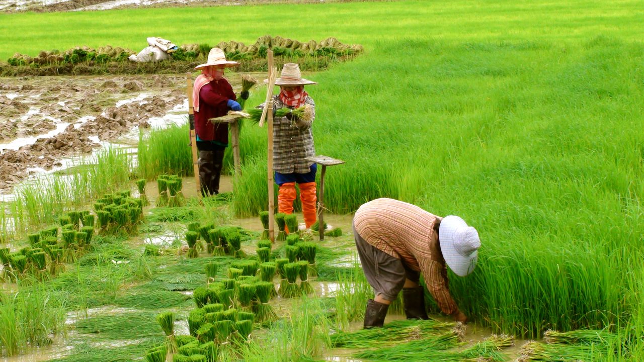 Kỹ thuật công nghệ sản xuất lúa LLL của Thái Lan