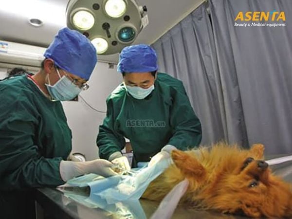 Đèn phẫu thuật dành cho phòng khám thú Y
