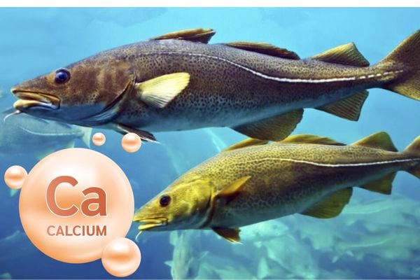 VAI TRÒ CỦA CANXI & ƯU ĐIỂM CỦA CANXI CÁ TUYẾT NHẬT BẢN