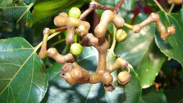 CÂY KHÚNG KHÉNG | CÔNG DỤNG CỦA CAO KHÔ KHÚNG KHÉNG ĐỐI VỚI GAN