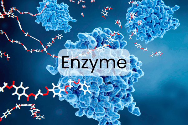 Enzyme Là Gì? Tầm Quan Trọng Của Enzyme Đối Với Sức Khỏe