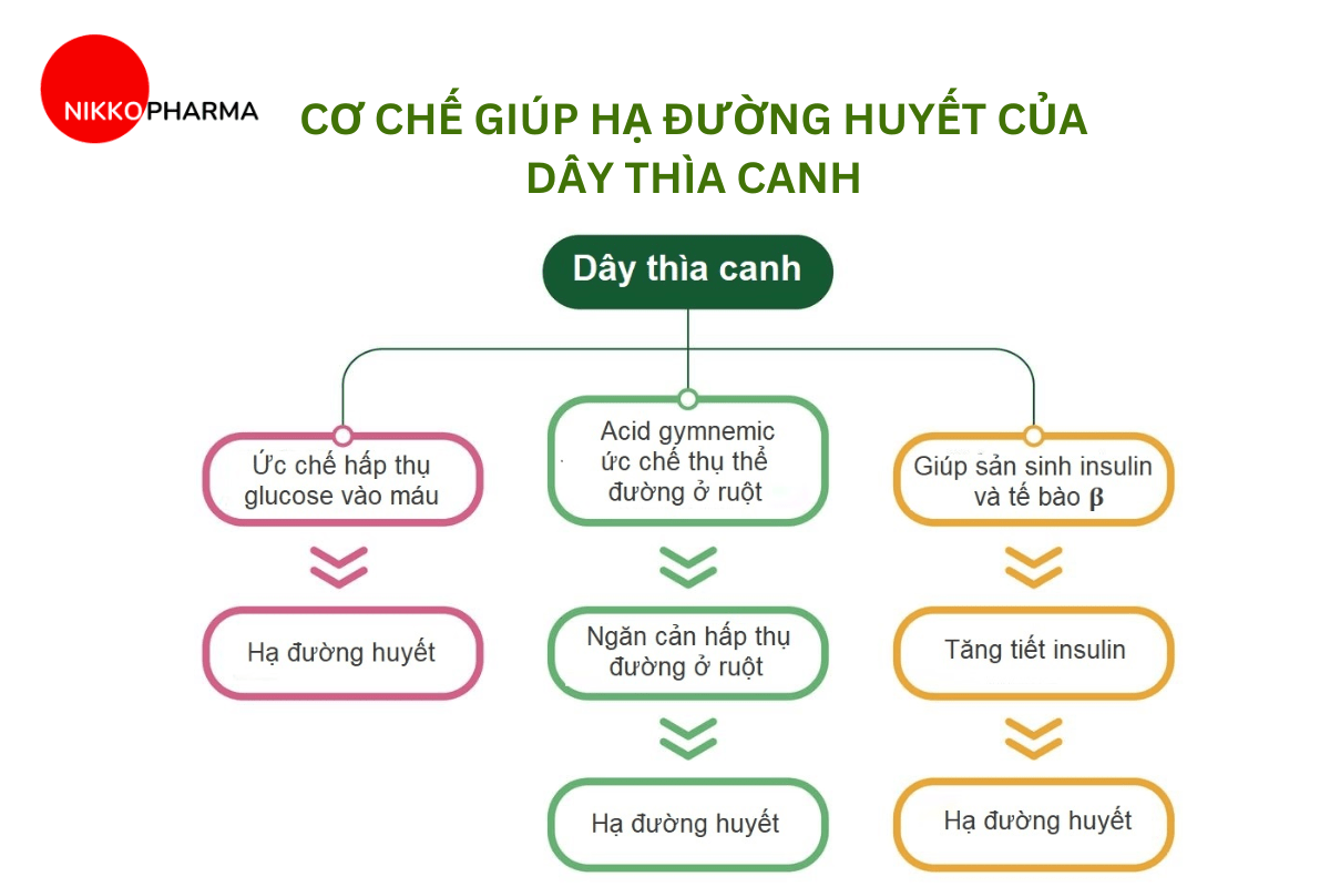 Cơ chế giúp hạ đường huyết của dây thìa canh