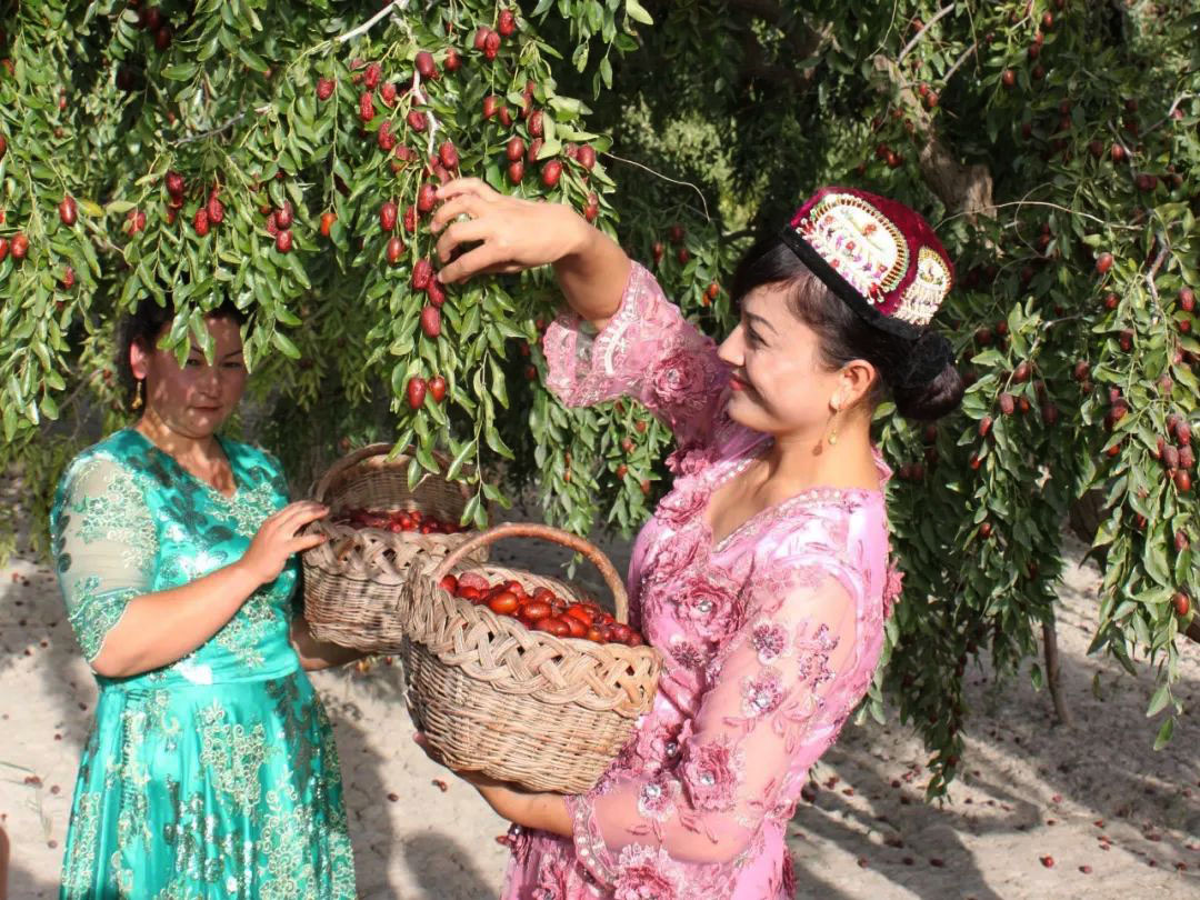 Táo đỏ Tân Cương: Táo tàu trĩu quả, nông dân trồng táo tàu đón một năm bội thu