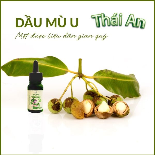 Dầu mù u - Một dược liệu dân gian quý