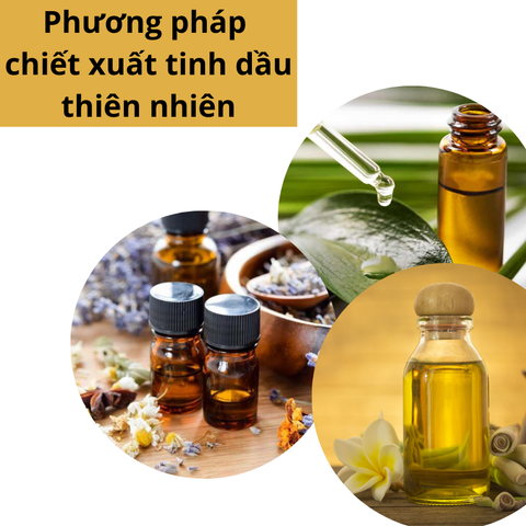 Tinh dầu tự nhiên được chiết xuất như thế nào?