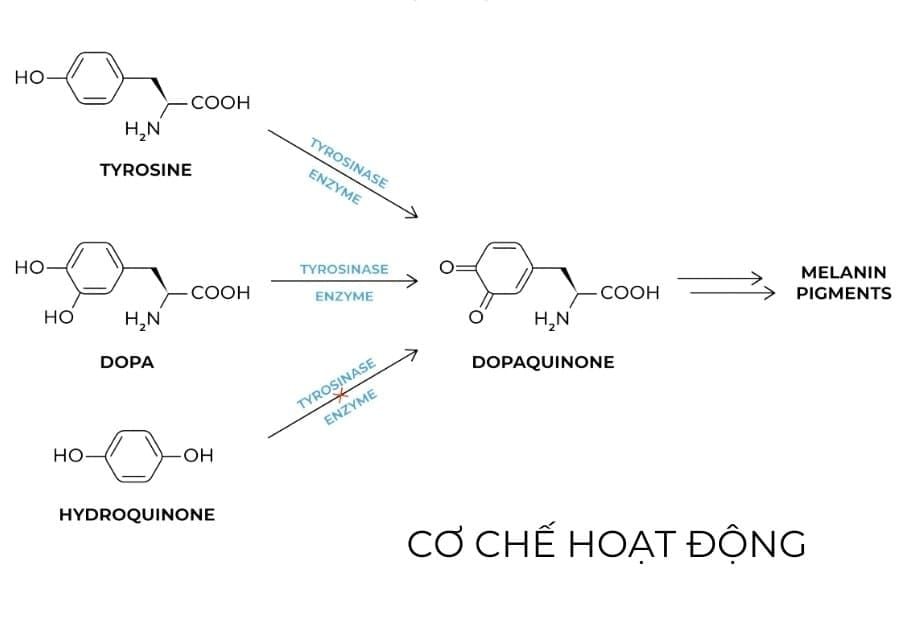 hydroquinone khong dung chung voi