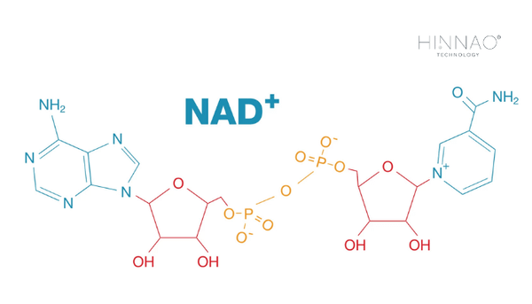 Hiểu đúng về NAD+ là gì?