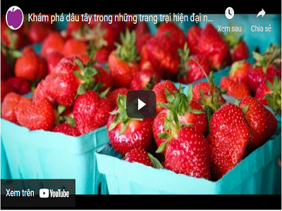 Theo chân Klever Fruit khám phá trang trại Dâu tây Hàn Quốc