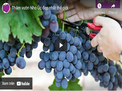 Thăm vườn Nho Úc đẹp nhất thế giới