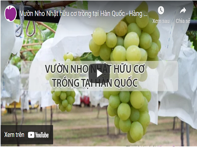 Vườn nho Nhật hữu cơ trồng tại Hàn Quốc