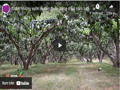 Thăm vườn lê Hàn Quốc hàng chục năm tuổi