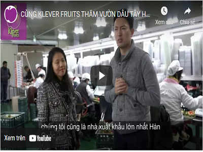Cùng Klever Fruit thăm vườn Dâu tây Hàn Quốc mùa 2017