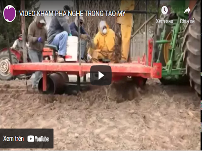 Video: Khám phá nghề trồng táo Mỹ