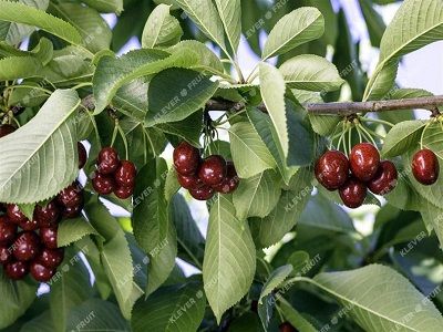 Video Cherry ÚC đầu mùa tại Klever Fruit
