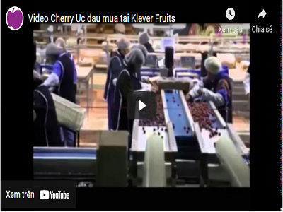 Cherry Úc đầu mùa tại Klever Fruit