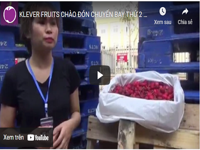 KLEVER FRUIT CHÀO ĐÓN CHUYẾN BAY THỨ 2 CỦA CHERRY MỸ VỀ CẢNG HÀNG KHÔNG NỘI BÀI