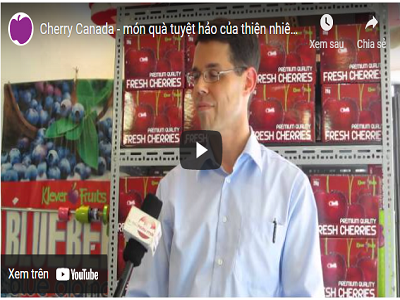 Cherry Canada - món quà tuyệt hảo của thiên nhiên tại Klever Fruit