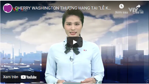 Lễ khai mạc Mùa cherry Washington 2020 tại Việt Nam - VTV1