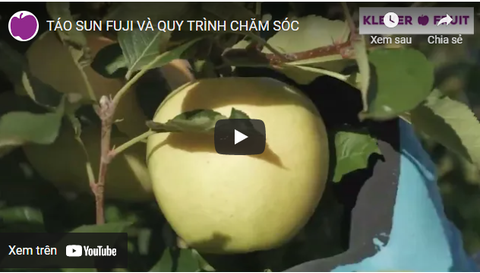 Cận cảnh quy trình trồng táo Nhật đắt nhất thế giới