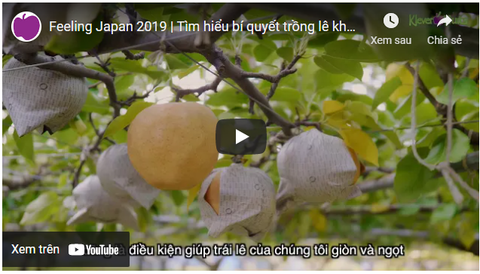 Feeling Japan 2019 | Tìm hiểu bí quyết trồng lê khổng lồ của người Nhật