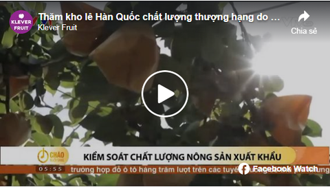 THĂM KHO LÊ HÀN QUỐC CHẤT LƯỢNG THƯỢNG HẠNG DO KLEVER FRUIT TRỰC TIẾP NHẬP KHẨU