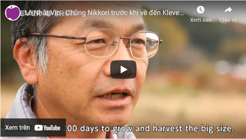 Lê Nhật Vip - Chủng Nikkori trước khi về đến Klever Fruit