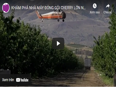 Cùng Klever Fruit lần đầu tiên khám phá nhà máy đóng gói cherry lớn nhất thế giới