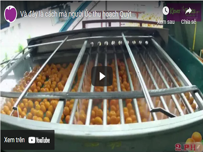 Và đây là cách mà người Úc thu hoạch quýt