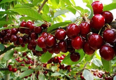 Cherry California Mỹ 2025 Đầu Tiên Về Việt Nam – Klever Fruit Dẫn Đầu Đẳng Cấp 🍒✨