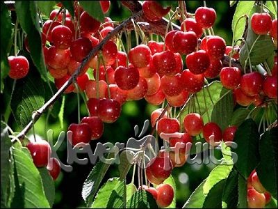 TẠI SAO CHERRY TẠI VIỆT NAM LẠI CÓ GIÁ THÀNH CAO HƠN RẤT NHIỀU CÁC LOẠI TRÁI CÂY NHẬP KHẨU