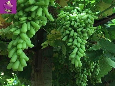 TRỰC TIẾP NHỮNG HÌNH ẢNH MÙA NHO MỚI NHẤT TỪ ÚC