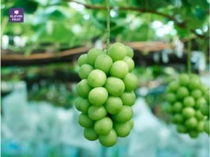 Nho Mẫu Đơn Là Nho Gì – Vì Sao Đắt Như Vậy?