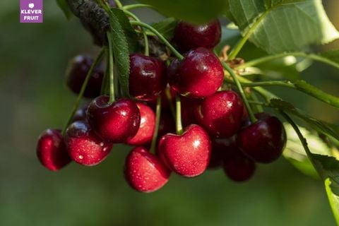 Cherry Mỹ California 2025: Sản Lượng Giảm, Giá Tăng Cao
