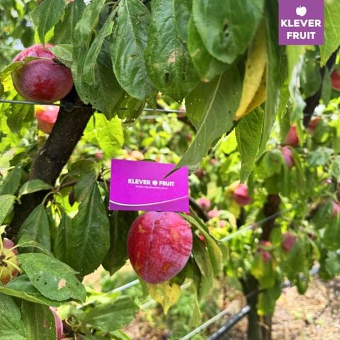 Mận Úc Trở Lại Việt Nam Sau Một Thập Kỷ – Klever Fruit Tiên Phong Đưa Giống Mới Về Nước