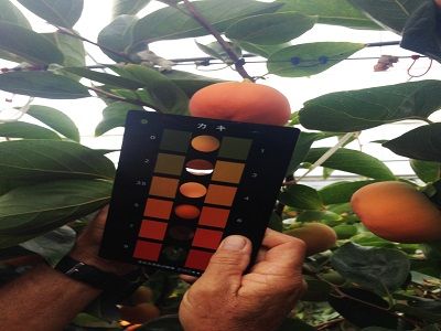 Hồng Hot House Newzealand, sản phẩm độc đáo chỉ có tại Klever Fruit