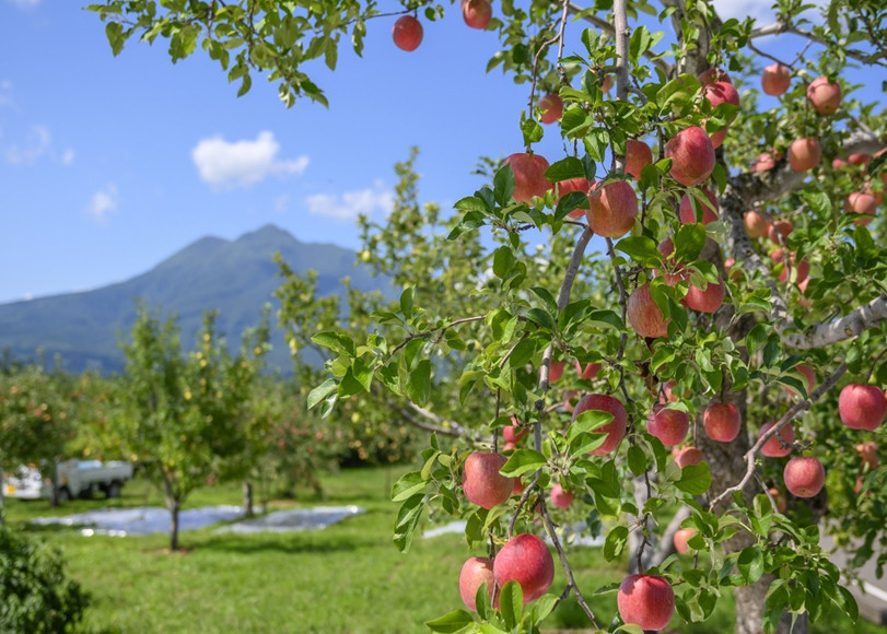 Câu chuyện về những quả táo ngon nhất Nhật Bản