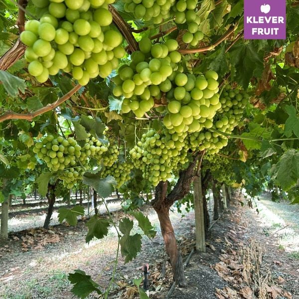 Klever Fruit và Hành Trình Khảo Sát Chất Lượng Trái Cây tại Úc: Nho và Quả Hạch
