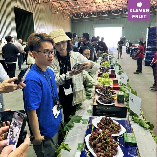 Klever Fruit và Hành Trình Khảo Sát Chất Lượng Trái Cây tại Úc: Nho và Quả Hạch