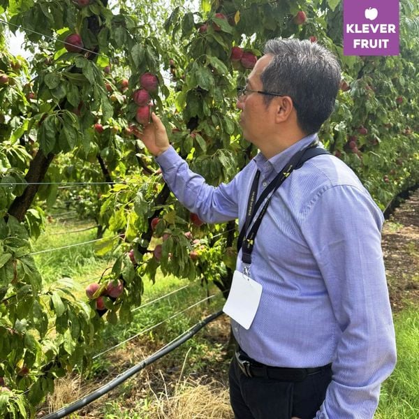 Klever Fruit và Hành Trình Khảo Sát Chất Lượng Trái Cây tại Úc: Nho và Quả Hạch