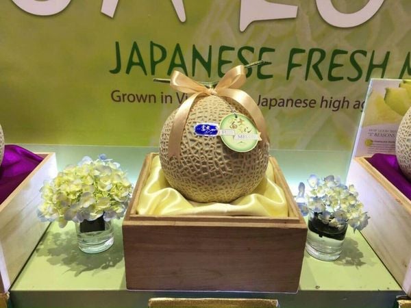 Dưa giống Nhật Musk Melon tròn đều với lớp gân lưới trắng sang trọng từ Klever Fruit