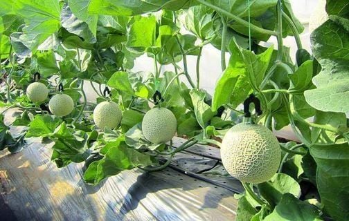 Dưa giống Nhật Musk Melon tròn đều với lớp gân lưới trắng sang trọng từ Klever Fruit