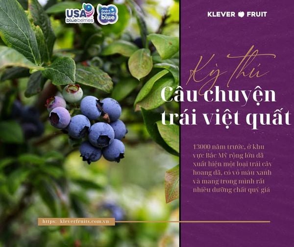 Quả Việt Quất – Tất Tần Tật Về Siêu Trái Cây Tốt Cho Sức Khỏe Tại Klever Fruit