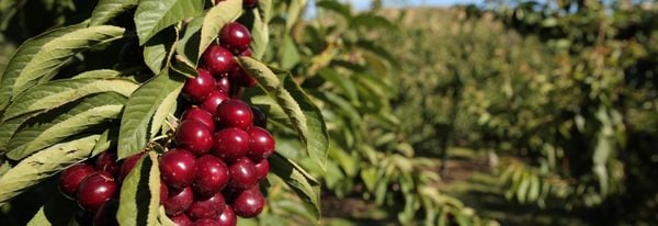 Cherry từ vùng Central Otago được trồng theo phương pháp hữu cơ