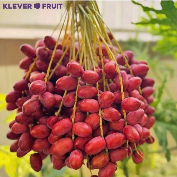 Chà Là Huyết Rồng Tại Klever Fruit