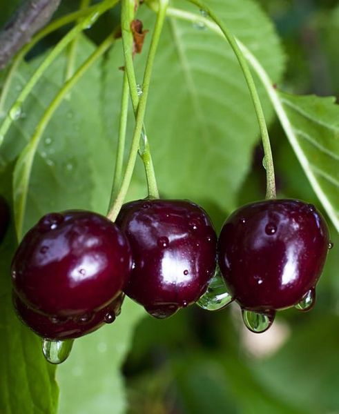 Cherry Mỹ